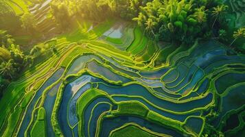 schön terrassiert Reis Feld im Wasser Jahreszeit zu foto