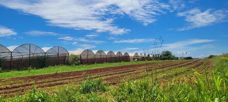 Gemüse Garten mit Gemüse gepflanzt auf gepflügt Land und im ein Gewächshaus foto