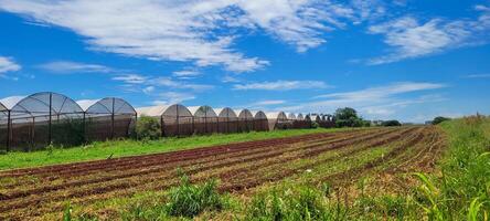 Gemüse Garten mit Gemüse gepflanzt auf gepflügt Land und im ein Gewächshaus foto