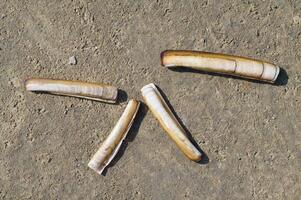 atlantisch Klappmesser Muschel bzw. ensis Directus, Norden Meer, Wattenmeer National Park, Deutschland foto