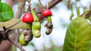 fehlerhaft Cashew Nuss Früchte mit Narben und Markierungen welche wurden verursacht durch Krankheit und Mangel von Dünger und Wasser foto