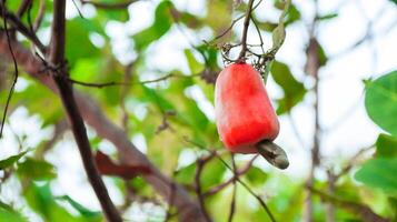 fehlerhaft Cashew Nuss Früchte mit Narben und Markierungen welche wurden verursacht durch Krankheit und Mangel von Dünger und Wasser foto