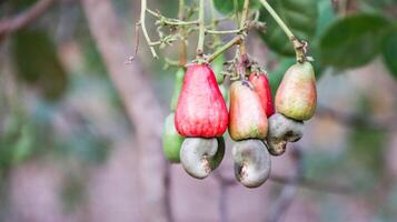 fehlerhaft Cashew Nuss Früchte mit Narben und Markierungen welche wurden verursacht durch Krankheit und Mangel von Dünger und Wasser foto