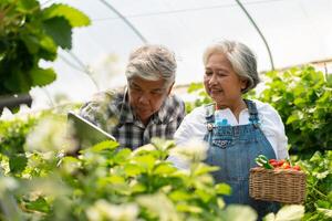 glücklich süß Paar asiatisch Paar Senior Farmer Arbeiten auf ein organisch Erdbeere Bauernhof und Ernte pflücken Erdbeeren. Bauernhof organisch frisch geerntet Erdbeere und Landwirtschaft Industrie. foto