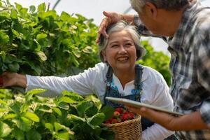 glücklich süß Paar asiatisch Paar Senior Farmer Arbeiten auf ein organisch Erdbeere Bauernhof und Ernte pflücken Erdbeeren. Bauernhof organisch frisch geerntet Erdbeere und Landwirtschaft Industrie. foto