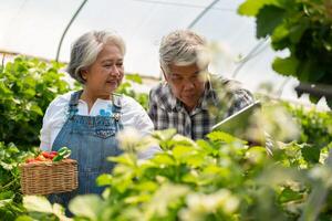 glücklich süß Paar asiatisch Paar Senior Farmer Arbeiten auf ein organisch Erdbeere Bauernhof und Ernte pflücken Erdbeeren. Bauernhof organisch frisch geerntet Erdbeere und Landwirtschaft Industrie. foto