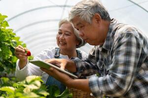 glücklich süß Paar asiatisch Paar Senior Farmer Arbeiten auf ein organisch Erdbeere Bauernhof und Ernte pflücken Erdbeeren. Bauernhof organisch frisch geerntet Erdbeere und Landwirtschaft Industrie. foto