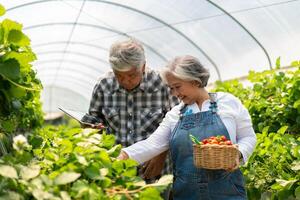 glücklich süß Paar asiatisch Paar Senior Farmer Arbeiten auf ein organisch Erdbeere Bauernhof und Ernte pflücken Erdbeeren. Bauernhof organisch frisch geerntet Erdbeere und Landwirtschaft Industrie. foto