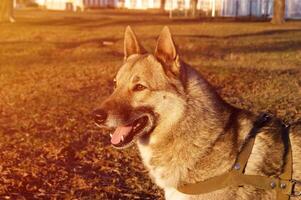 sibirisch heiser Hund Porträt im ein Stadt Park. foto