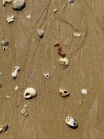 ein detailliert oben Aussicht von verschiedene Muscheln und Steine verstreut auf nass Sand, Erfassen das Wesen von Strandgut foto