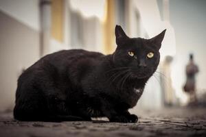 Vertikale Schuss von ein schwarz Straße Katze Sitzung im ein Gasse mit verschwommen Hintergrund foto