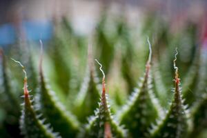 Nahansicht Makro Schuss von Spitze Aloe oder Aristaloe Aristata, abstrakt Weiß Spitzen- Muster auf das Grün spitz Blätter foto
