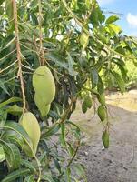 ein Bündel von Mango mit Blatt Hintergrund. jung frisch Grün Mango Obst hängend auf Mango Baum im das Garten Bauernhof landwirtschaftlich foto