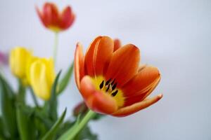 beschwingt bunt Tulpe blühen im Frühling foto