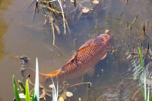 Koi Karpfen Schwimmen schließen zu das Oberfläche im ein Teich im Osten sussex foto