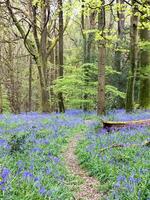 Glockenblumen in den Wäldern von Staffhurst in der Nähe von Oxted Surrey foto