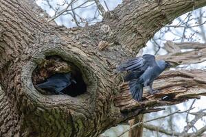 Dohle, Korvus monedula, fliegend von es ist Nest im ein Eiche Baum foto