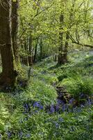 Glockenblumen blühen im Frühling im ein Holz im Osten sussex foto