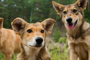 Pack von jung Hunde sind zusammen draußen. Familie, ein Gruppe von Hunde von das gleich Rasse auf ein gehen im das Wald. foto