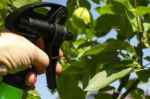 Besprühen von Gemüse und Gartenpflanzen mit Pestiziden zum Schutz vor Krankheiten und Schädlingen mit Handsprüher foto