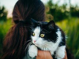 ein Frau ist zärtlich halten ein schwarz und Weiß Katze im ihr Waffen. foto