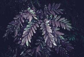 tropisch Blätter, abstrakt Farbe auf dunkel Grün Textur, Natur Hintergrund foto