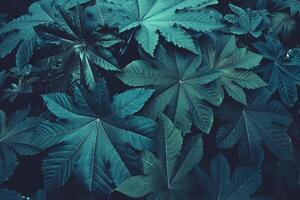 Natur und Grün Blätter und Hintergrund. dunkel Natur Konzept, tropisch Blätter. foto
