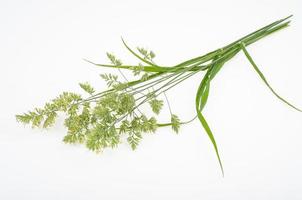 wild wachsende Wiesenpflanzen und Kräuter auf weißem Hintergrund. Studiofoto. foto