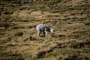 2023 8 17 Peru Lama Weiden lassen 55 foto