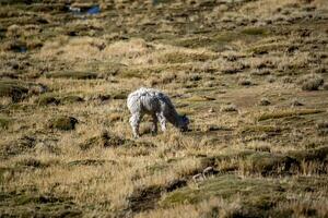 2023 8 17 Peru Lama Weiden lassen 54 foto