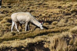 2023 8 17 Peru Lama Weiden lassen 52 foto