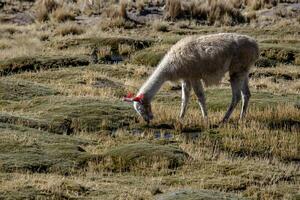 2023 8 17 Peru Lama Weiden lassen 53 foto