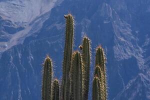 2023 8 17 Peru Kaktus 31 foto