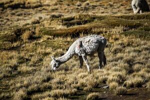 2023 8 17 Peru Lama Weiden lassen 56 foto