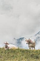 zwei Kühe sich ausruhen im das Berg Weide foto
