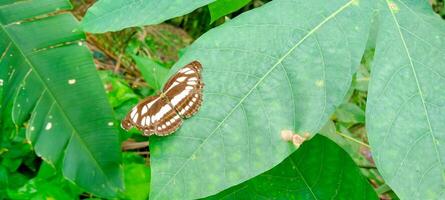 ein verbreitet Matrose Schmetterling thront auf einer von das Blätter foto