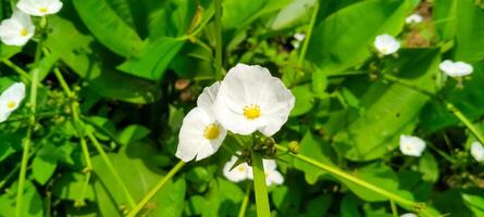 Weiß wild Blumen und Grün Blätter blühen während das Tag foto