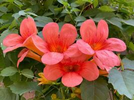 rot Blume mit Bündel von Grün foto