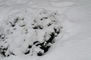 Winter. der erste Schnee auf Ästen von Büschen und Bäumen. foto