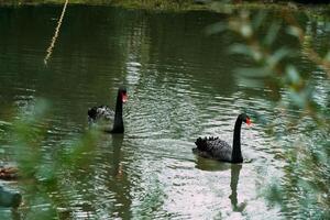 ein schwarz Schwan schwimmt im See mit Gelb Herbst Blätter auf sonnig Tag foto