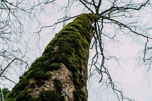 tropisch Dschungel, Baum bedeckt mit Moos und Berg Wald Wandern foto