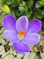 erste frühlingsblumen lila krokusse wachsen im boden. foto