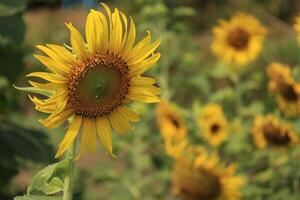 schön Gelb Sonnenblume im das Feld foto