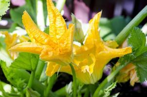 grüner Kürbis- oder Zucchinibusch mit gelben Blumen, die im Garten wachsen foto