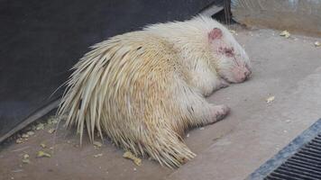 schließen oben von ein Igel Schlafen beim das Boden foto