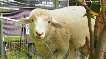 Schaf Weiden lassen friedlich im ein Grün Weide auf ein Bauernhof foto