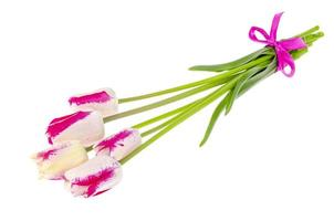 rosa und weiße bunte Tulpen isoliert auf weiß