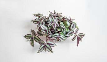 Zuhause Pflanze tradescantia zebrina auf ein Weiß Hintergrund foto