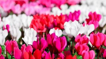 cyclamen Blumen im das Herbst Blume Markt foto