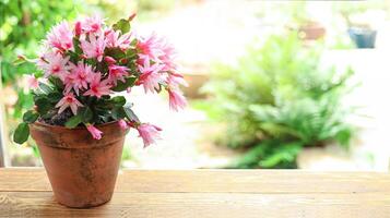 Blühen Zygocactus Schlumbergera im ein Keramik Topf foto